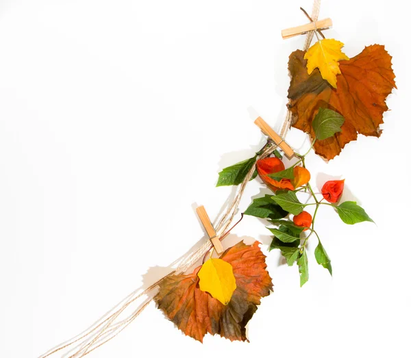 Autumn leaves from a rope with clothespins. — Stock Photo, Image