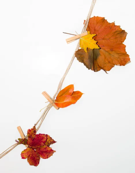 Autumn leaves from a rope . — Stock Photo, Image