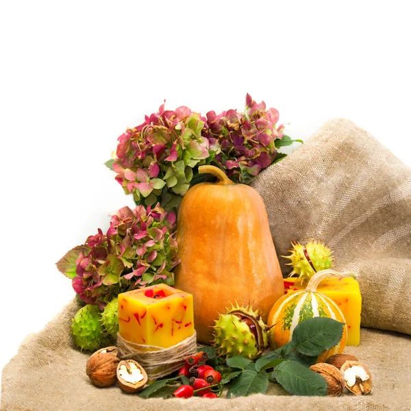 Harvested pumpkins with fall leaves, flowers and nuts. — Stock Photo, Image