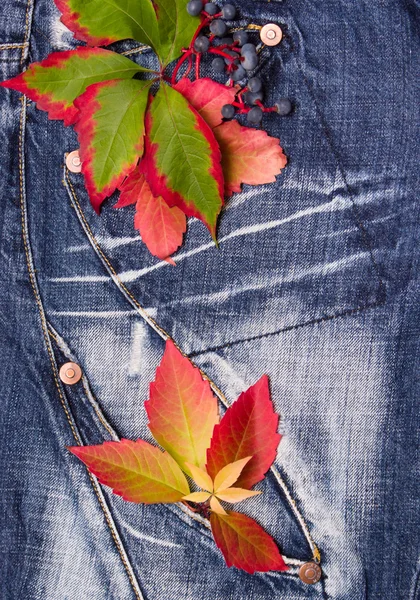 Autumn leaves with of grapes on a jeans background — Stock Photo, Image