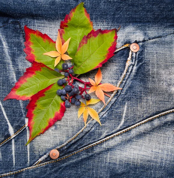 Autumn leaves with of grapes on a jeans background — Stock Photo, Image