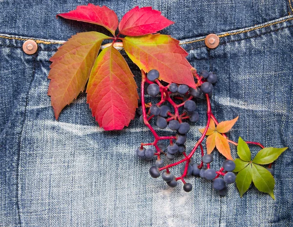 Autumn leaves on a jeans background — Stock Photo, Image