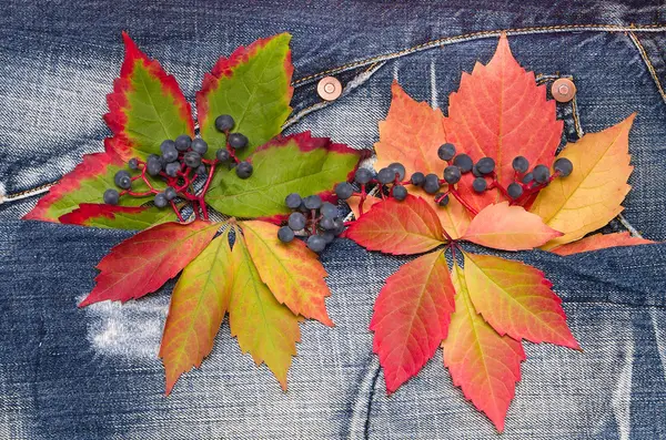 Podzimní listí s divoké hroznů na pozadí džíny — Stock fotografie