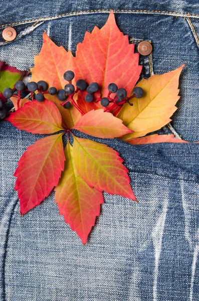 Autumn leaves jeans background — Stock Photo, Image