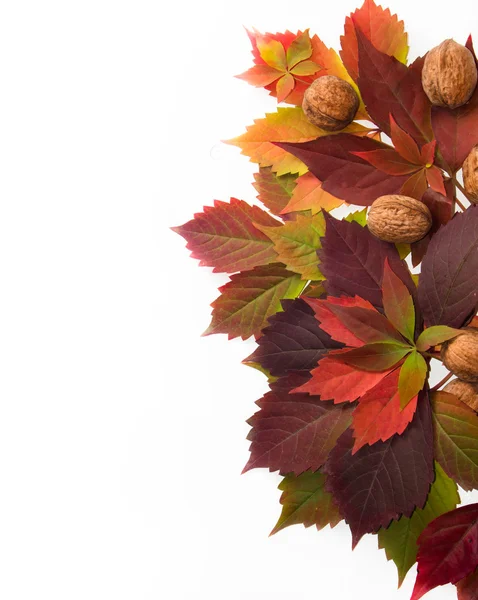 Autunno: foglie di vite rossa e noci — Foto Stock