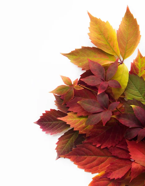 Tiempo de otoño: hojas de uva roja —  Fotos de Stock