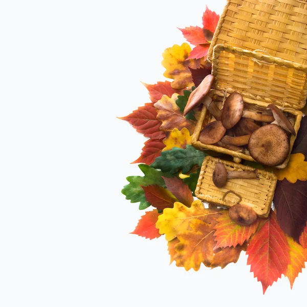 Autumn leaves with forest mushrooms — Stock Photo, Image