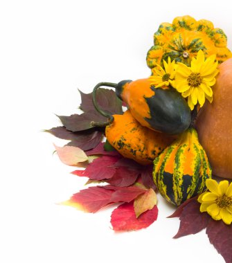 sonbahar. arka plan ile yabani üzüm ve kabak yapraklar