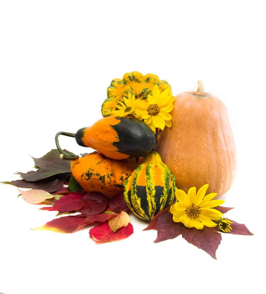 Otoño. Fondo con hojas de uvas silvestres y calabaza — Foto de Stock