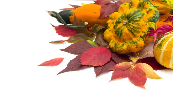 Fondo otoñal con hojas de uvas silvestres calabazas, follaje . — Foto de Stock