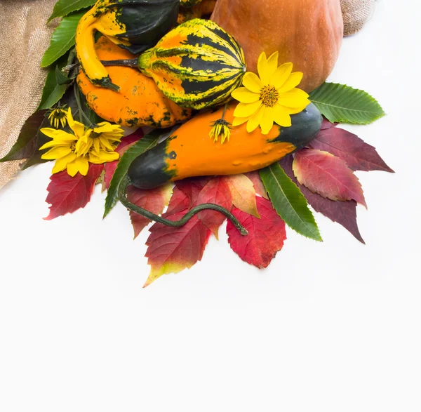 Otoño. Fondo con hojas de uvas silvestres y calabaza —  Fotos de Stock