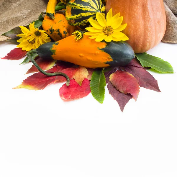 Herfst. achtergrond met bladeren van wilde druiven en pompoen — Stockfoto