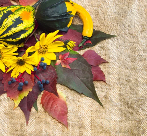 Autumn background. Ripe pumpkins, foliage, flowers. — Stock Photo, Image