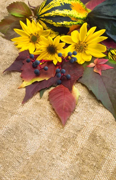 Fondo de otoño. Calabazas maduras, follaje, flores . — Foto de Stock