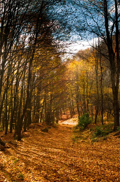 Autumn landscape.Thick forest. — Stock Photo, Image
