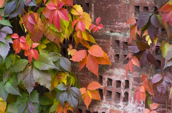 Rote Herbstblätter an einer Ziegelwand — Stockfoto
