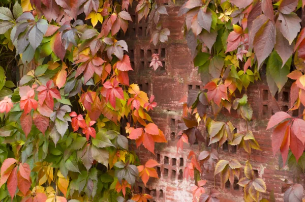 Pflanze mit roten Blättern auf Steinmauer — Stockfoto