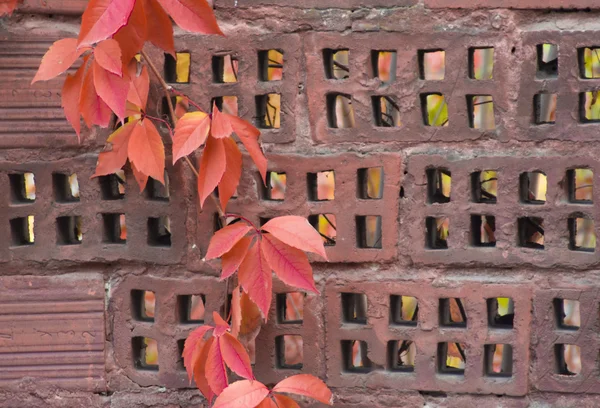 Pflanze mit roten Blättern auf Steinmauer — Stockfoto
