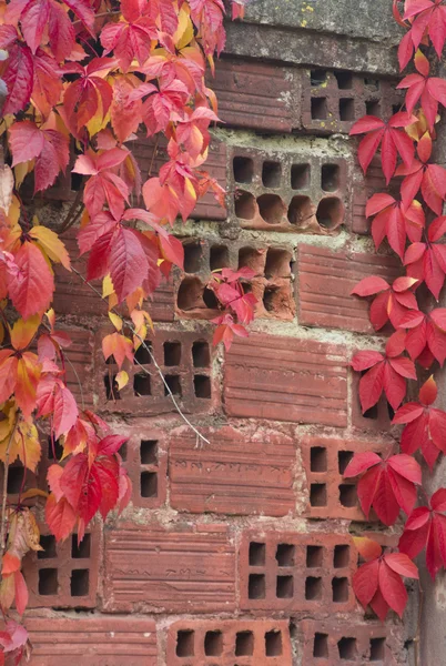 Rote Blätter an einer Mauer aus Ziegeln — Stockfoto