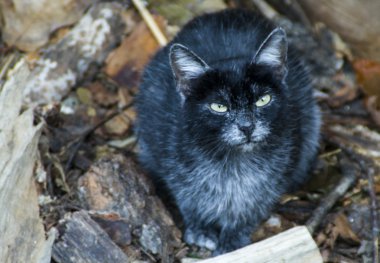 Gri kedi açık havada