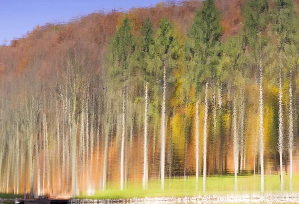 Abstrakcyjnego obrazu drzew w lesie jesienią. — Zdjęcie stockowe