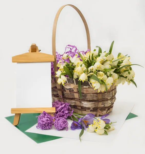 Первые весенние цветы, подснежники и крокус в корзине . — стоковое фото