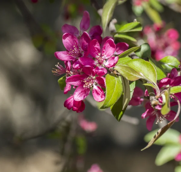 Яблочные цветы — стоковое фото