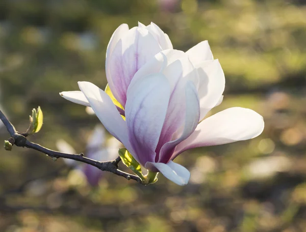 Flor de magnólia — Fotografia de Stock