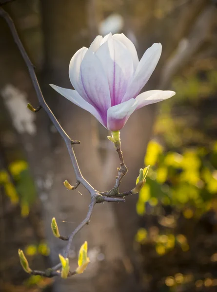 Fiore di Magnolia — Foto Stock