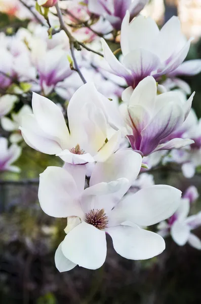 Blühender Magnolienbaum. — Stockfoto