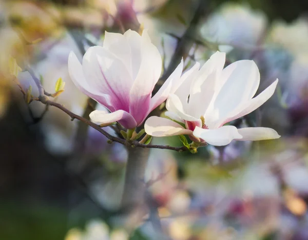 Árbol de magnolia floreciente . — Foto de Stock