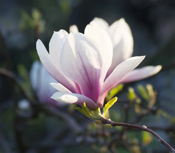 Magnolienblüte — Stockfoto