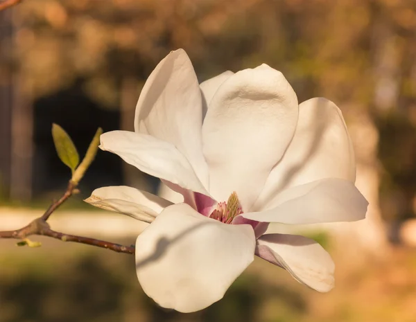 Magnolia — Stockfoto