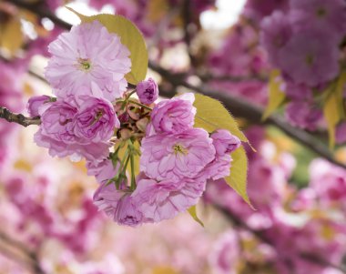 Sakura kiraz çiçeği