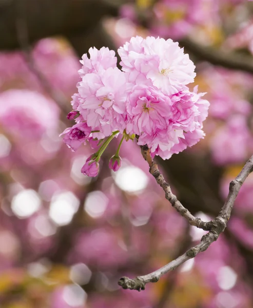 Sakurabukseblomst – stockfoto