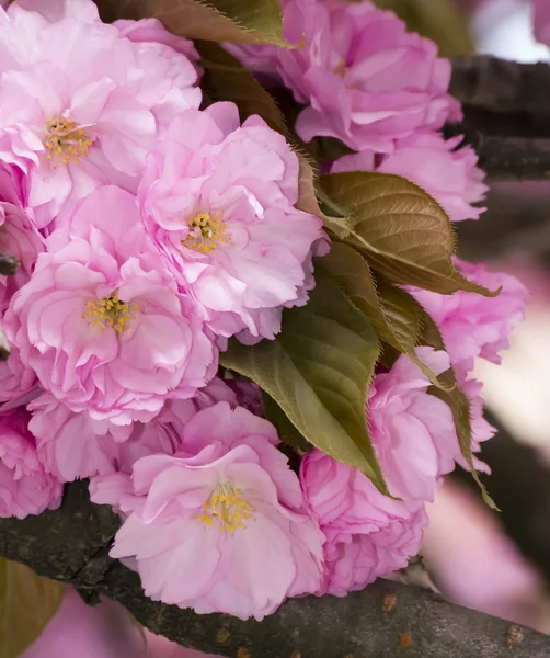 Sakura — Stock Photo, Image