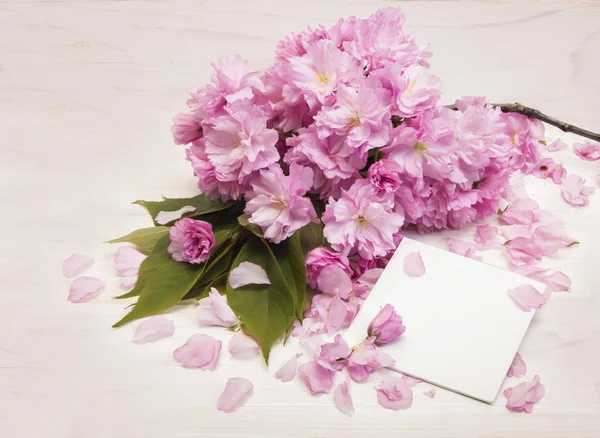 Sakura bloemen op leraar Day card — Stockfoto