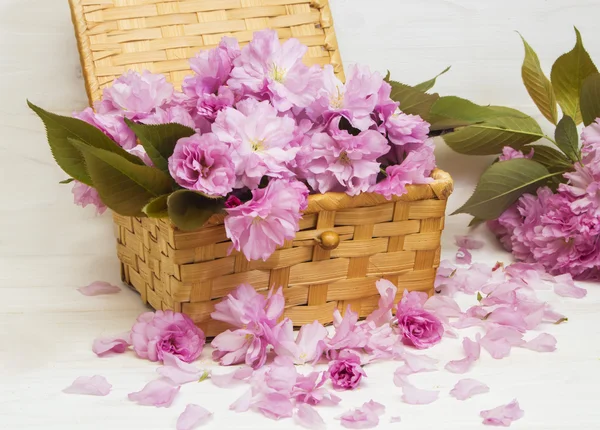 Sakura flowers in a basket — Stock Photo, Image