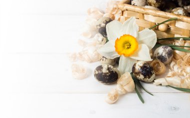 bıldırcın yumurtası ve Nergis