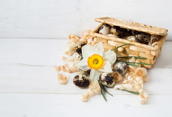 Quail eggs and daffodil — Stock Photo, Image