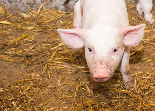 돼지 돼지 — 스톡 사진