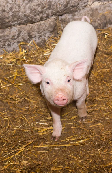 Piglet domuz — Stok fotoğraf