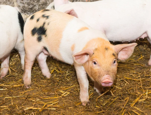 Prosiaczka świni — Zdjęcie stockowe