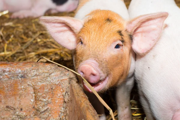 Piglet pig — Stock Photo, Image