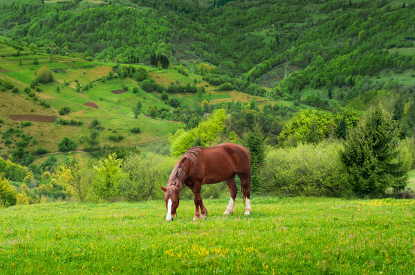 Horse grazing