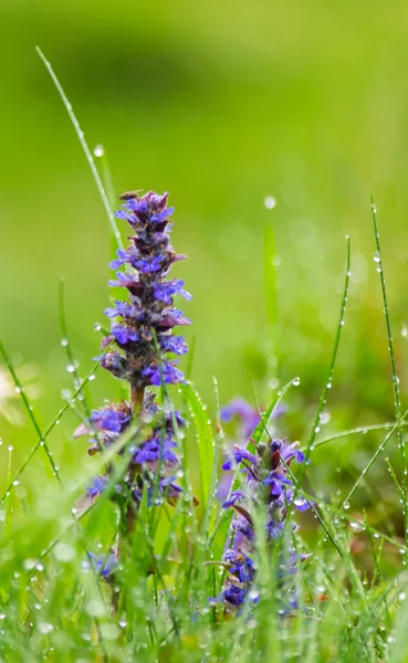 Wildflower efter ett regn — Stockfoto