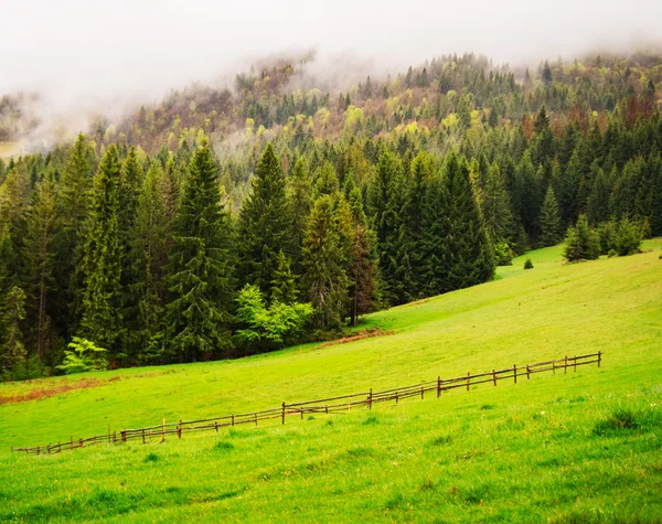 Morning landscape of pine forest — Stock Photo, Image