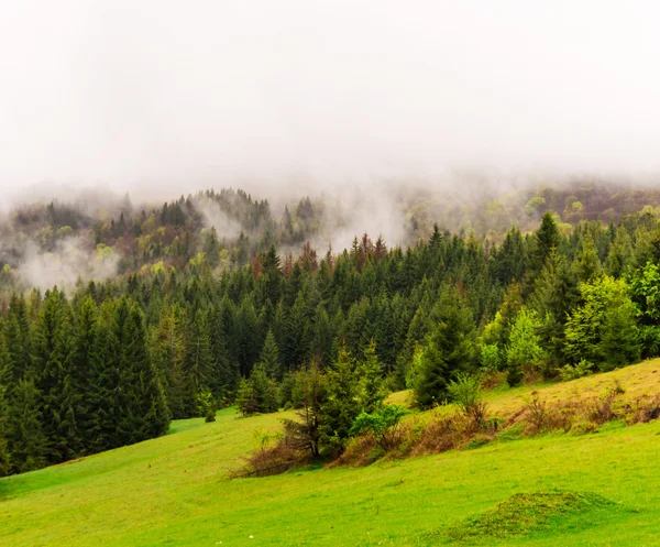 Paysage matinal de forêt de pins — Photo