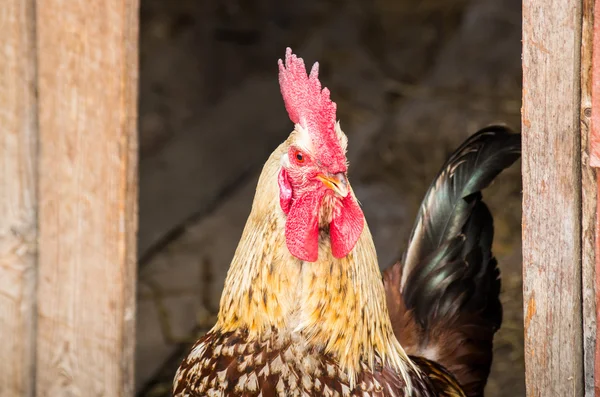 당 닭 수평 아리 — 스톡 사진