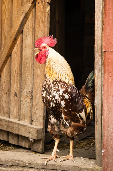 Bantam chicken — Stock Photo, Image